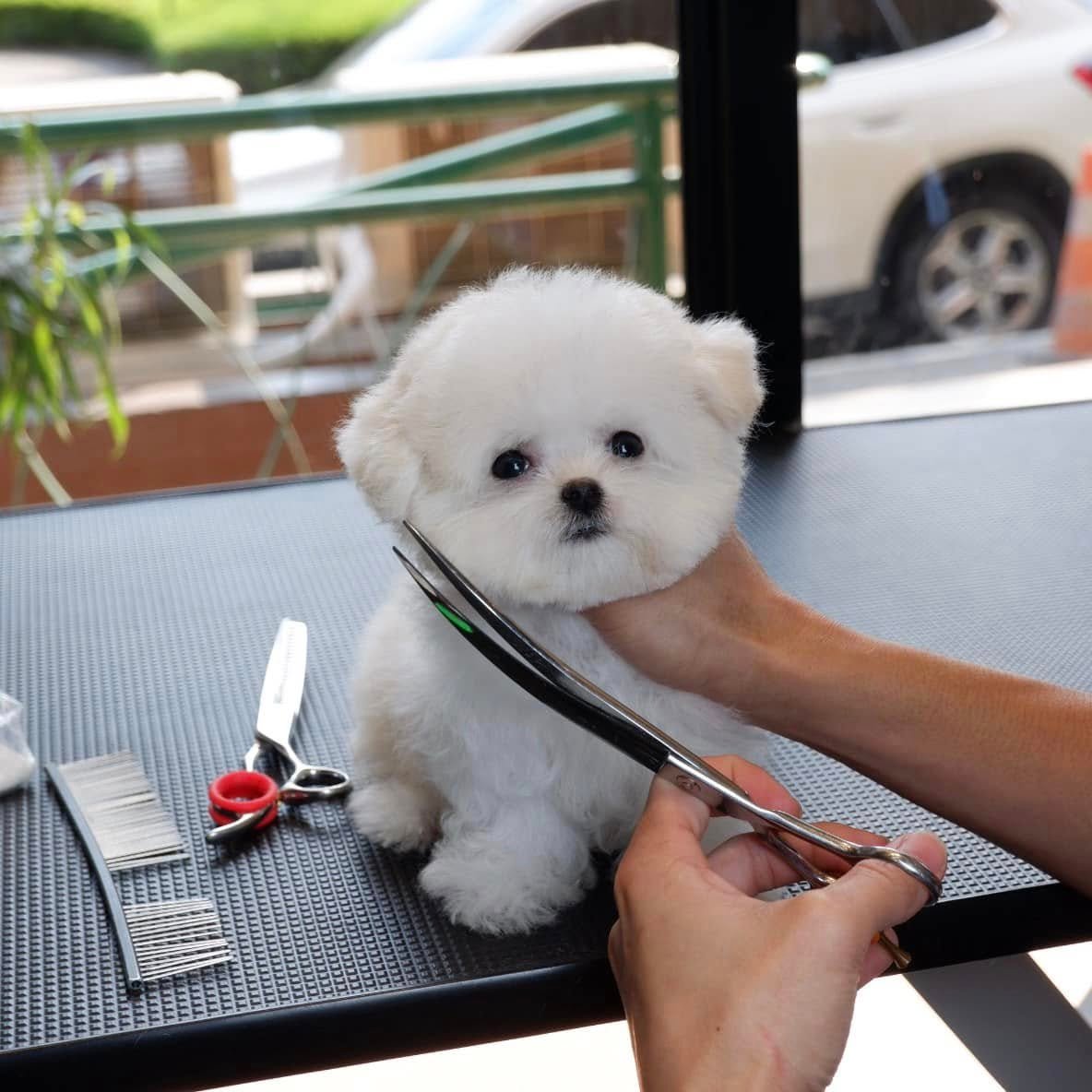 JC Dog Republic pet store, grooming, silang cavite